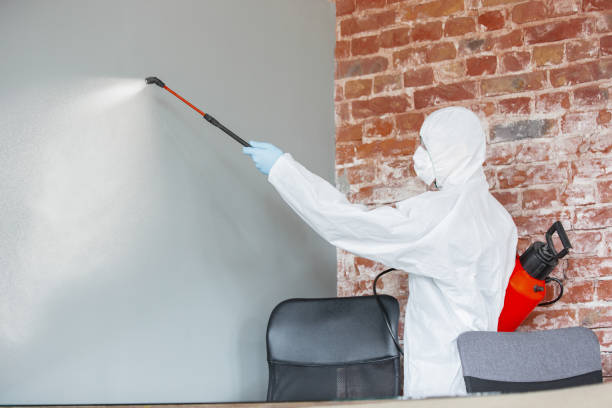 Best Basement Mold Removal  in Campbell, FL