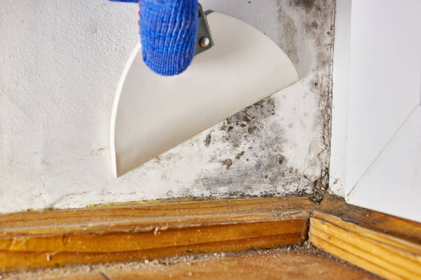 Best Commercial Mold Inspection  in Campbell, FL