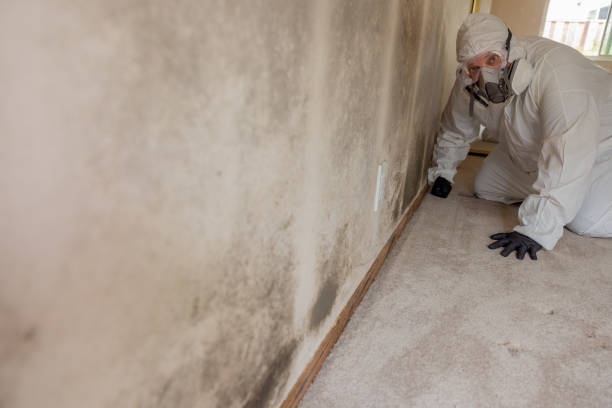 Best Black Mold Removal  in Campbell, FL